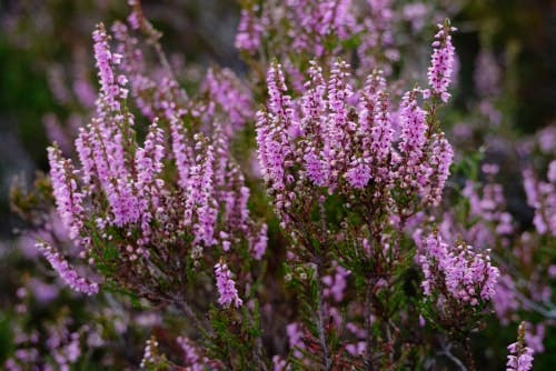 Pink heather