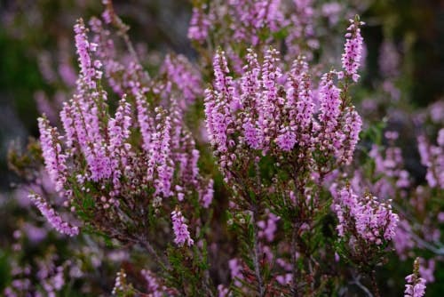 Urze rosa