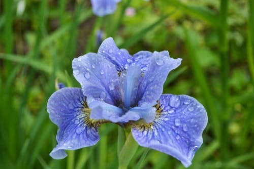 Íris azul