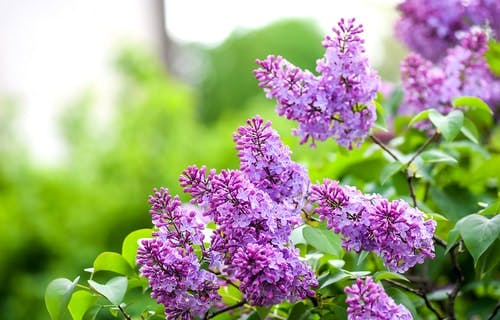 Purple lilacs