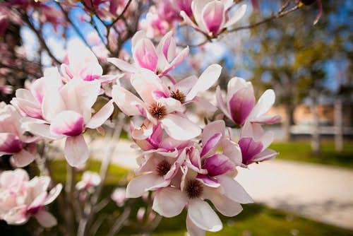 White magnolia