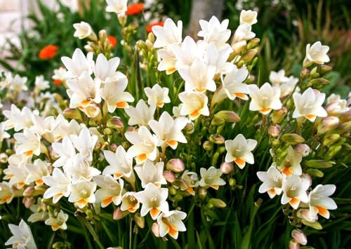 white freesias