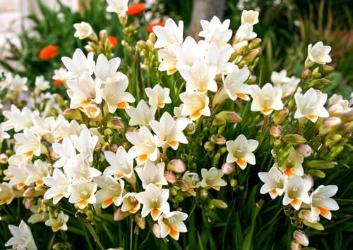 freesias brancas