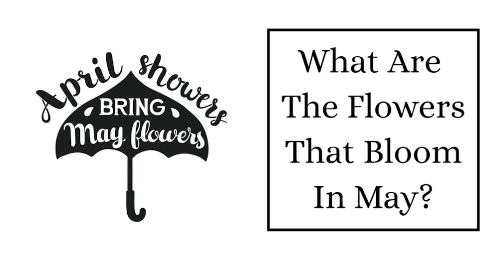 What Are The Flowers That Bloom In May?