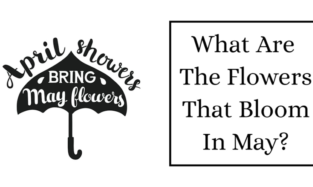Quais são as flores que florescem em maio? Banner