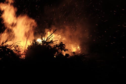 burning christmas trees