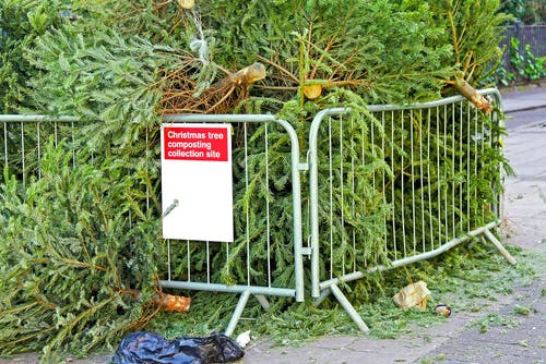 Composting Christmas tree