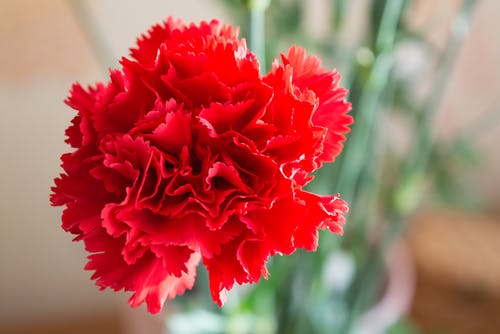 red carnation