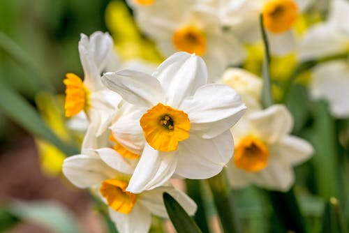 Narcissus flowers