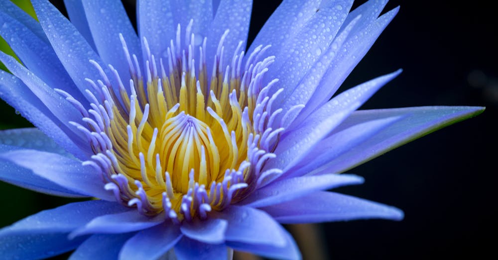 What Blue Flowers Mean: Symbolism and Significance