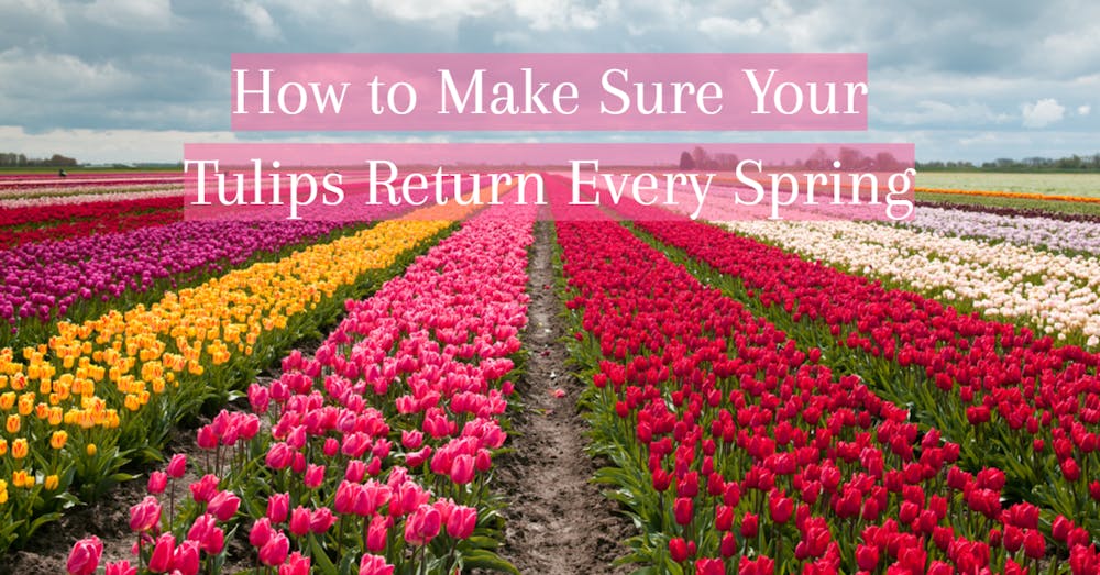 How to Make Sure Your Tulips Return Every Spring