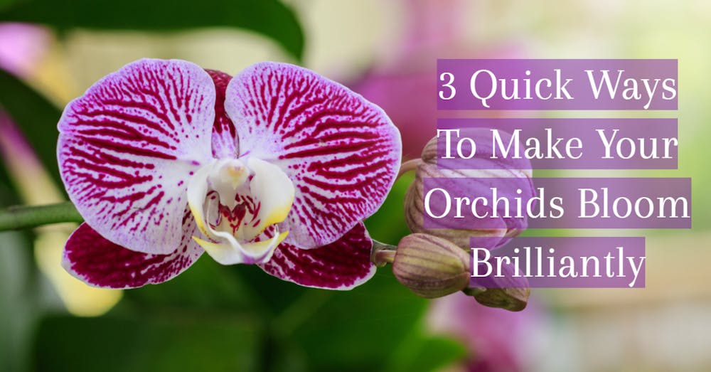 3 Quick Ways To Make Your Orchids Bloom Brilliantly