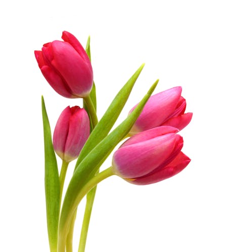 Pink tulips on white background