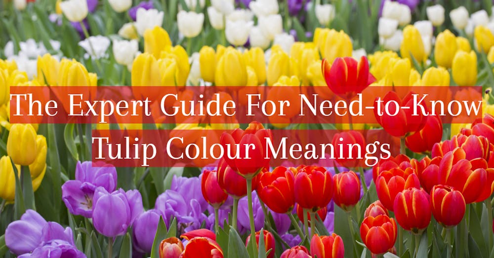 The Expert Guide For Need-to-Know Tulip Colour Meanings