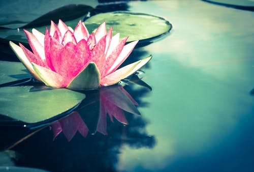 Lotus flower on pond