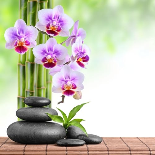 Orchideen-Zen-Arrangement