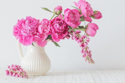 rosa Pfingstrosen in einer Vase