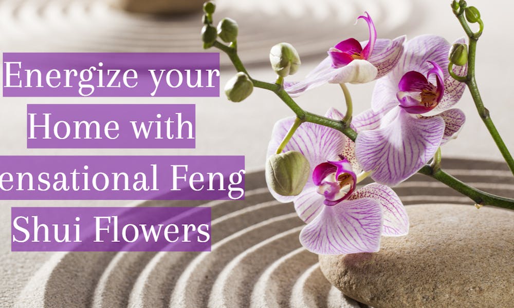 Energie für Ihr Zuhause mit sensationellen Feng-Shui-Blumen