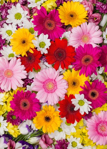 Mixed daisies