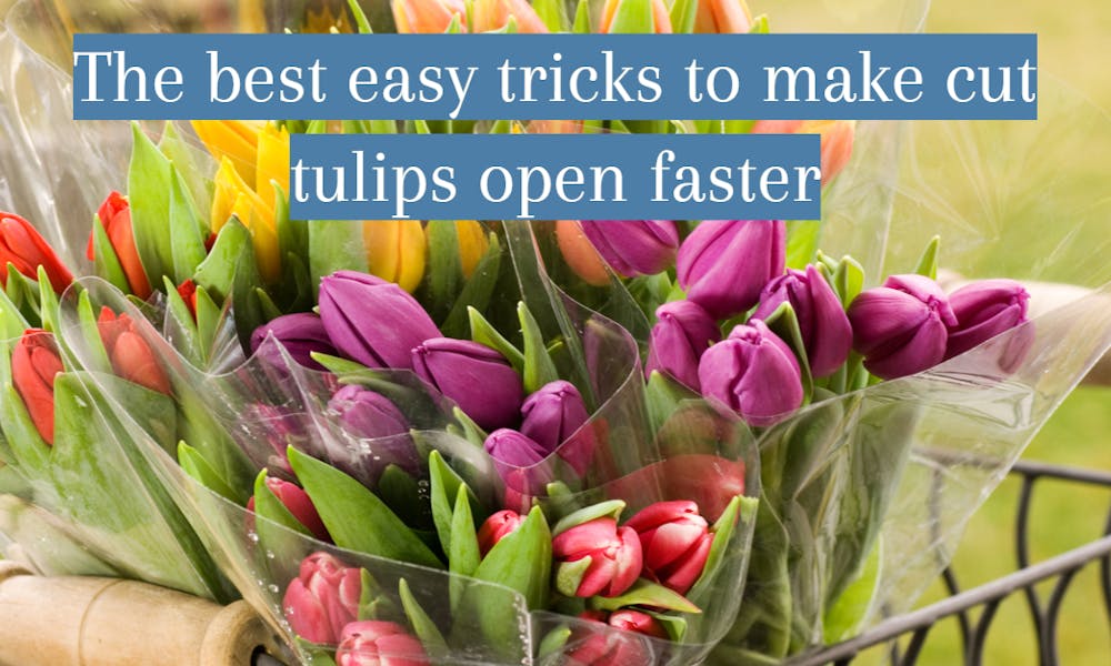 Die besten einfachen Tricks, um geschnittene Tulpen schneller aufgehen zu lassen Banner