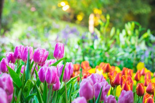 Wunderschönes Feld mit farbenfrohen Frühlingstulpen