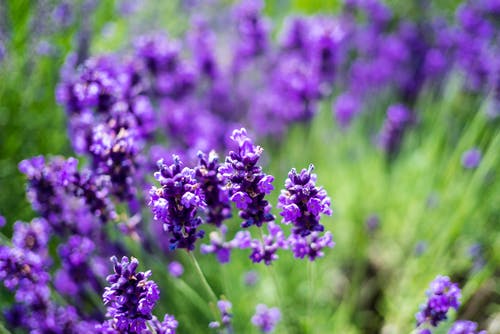 Purple lavender fields