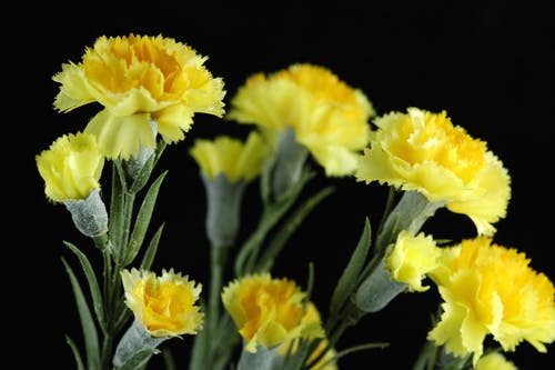 Yellow carnations