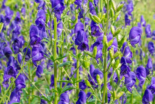 Aconitum monks hood