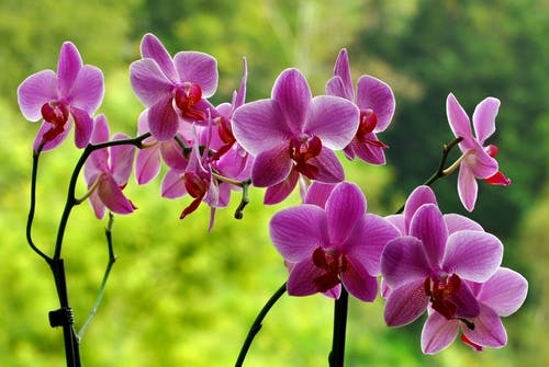 Pink orchids on green background