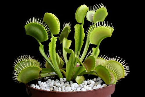 Venus fly trap