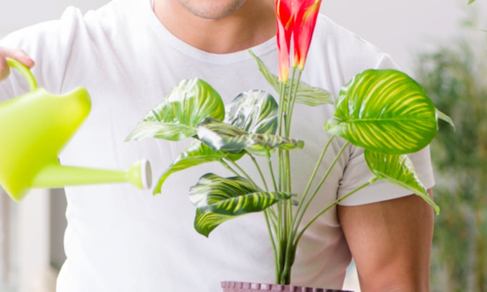 6 tolle Pflanzen für Männer-Banner