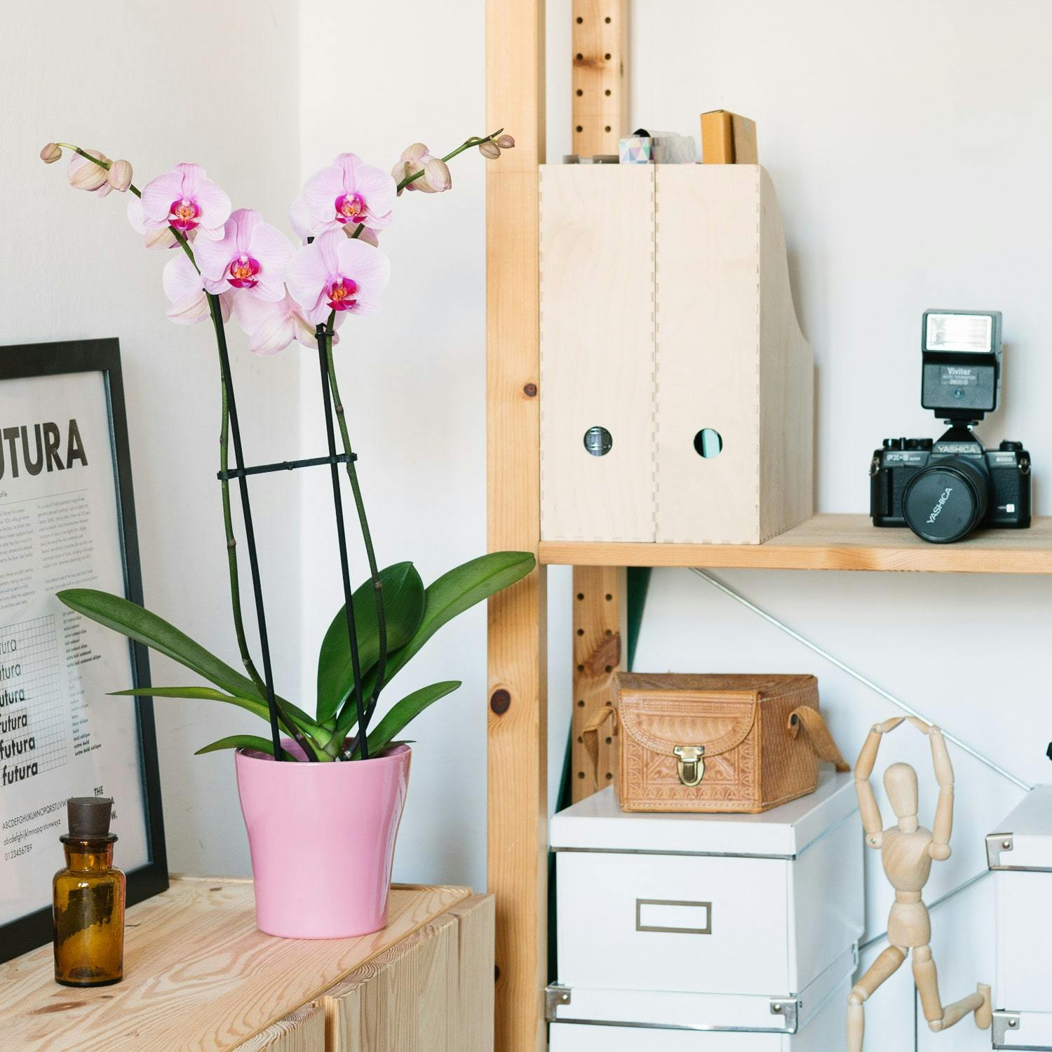 pink orchid in the home