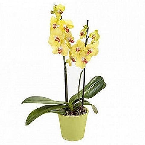 Sunny elegance orchid