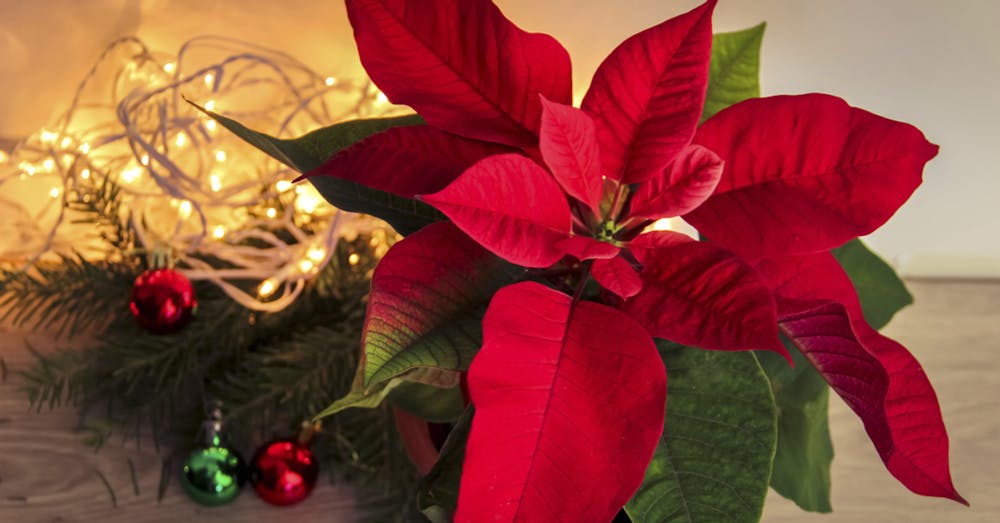 Poinsettia: The Christmas Flower