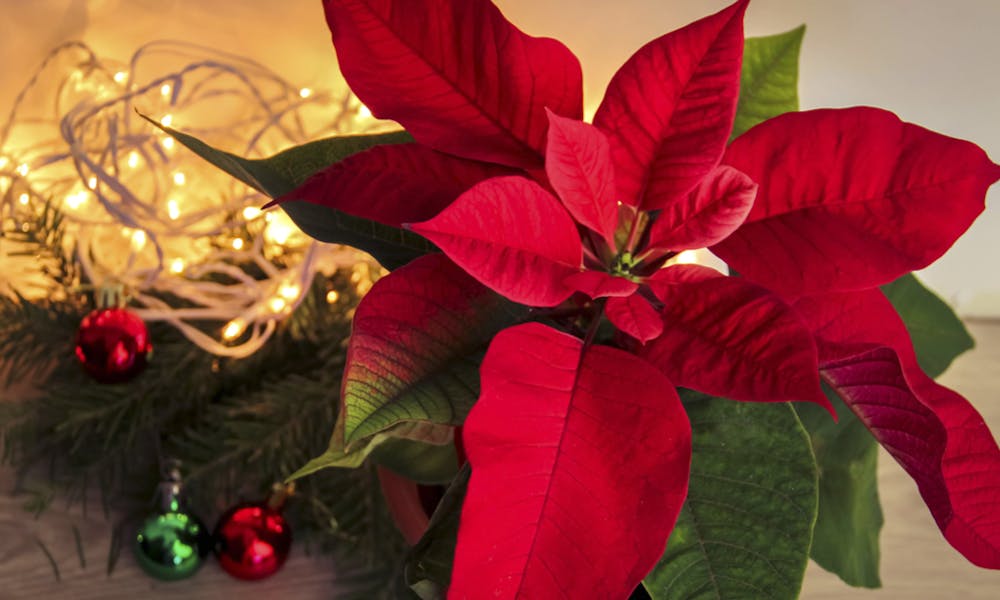 Weihnachtsstern: Das Weihnachtsblumen-Banner