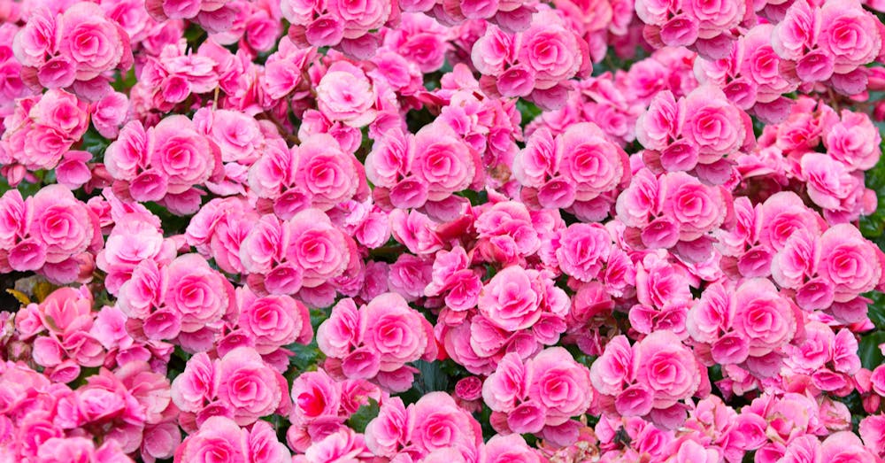 Pink Flowers Meaning And When to Send Them