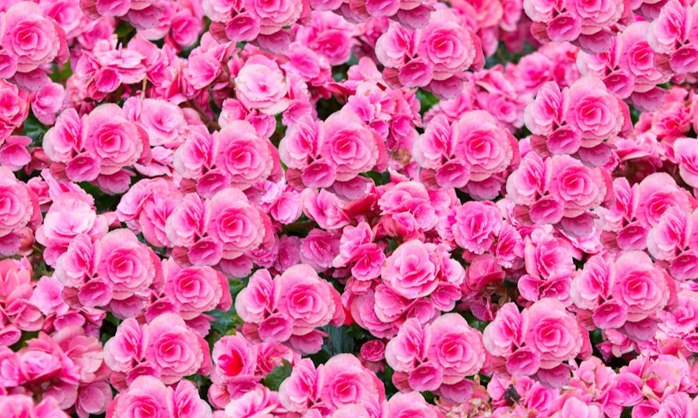 Pink Flowers Meaning And When to Send Them Banner