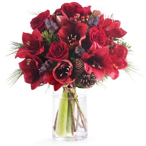 Amarílis vermelha e rosas com decorações sazonais de pinheiro