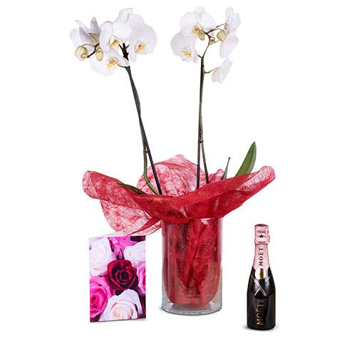 Orquídea branca, rosas e mini rosé
