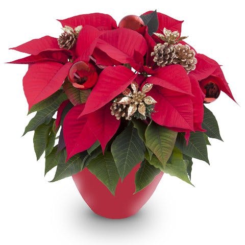 Christmassy Poinsettia