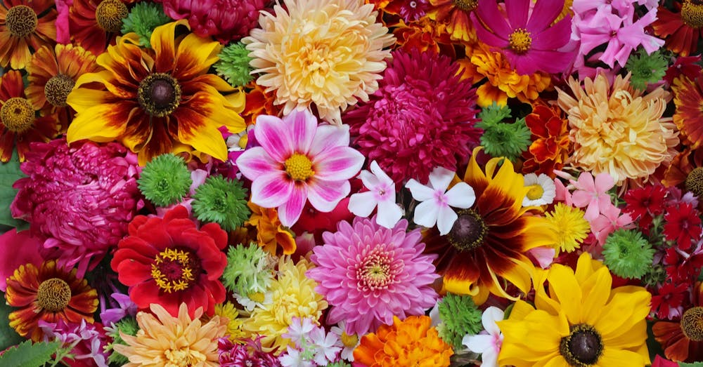 Where do Flowers get their Colours?