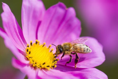 Bee on pink flower