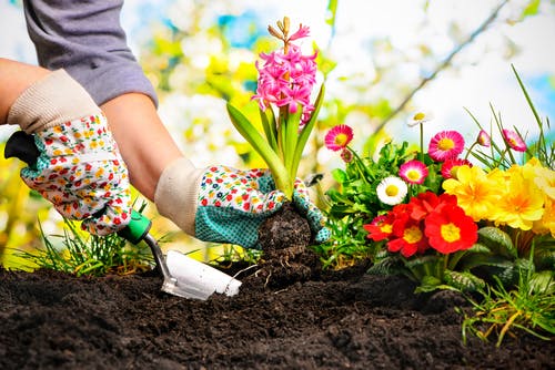 Woman's hand gardening