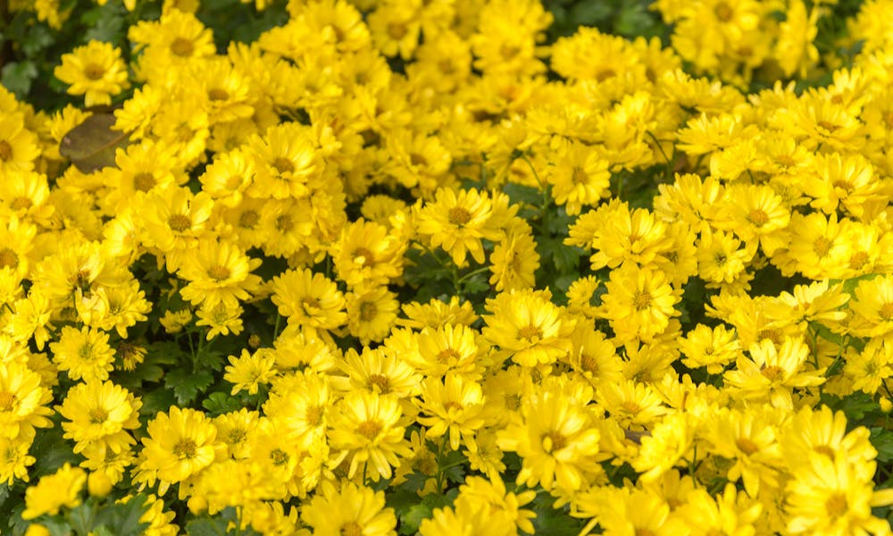 O que as flores amarelas representam? (E quando enviá-las) Banner
