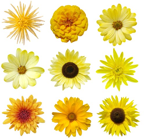 Variedades de Flores Amarelas