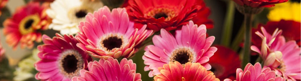 Know your flower: Gerberas