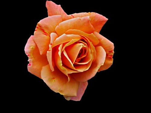 Orange rose black background