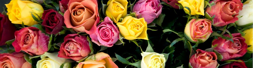 The Colours of Roses and What they Mean