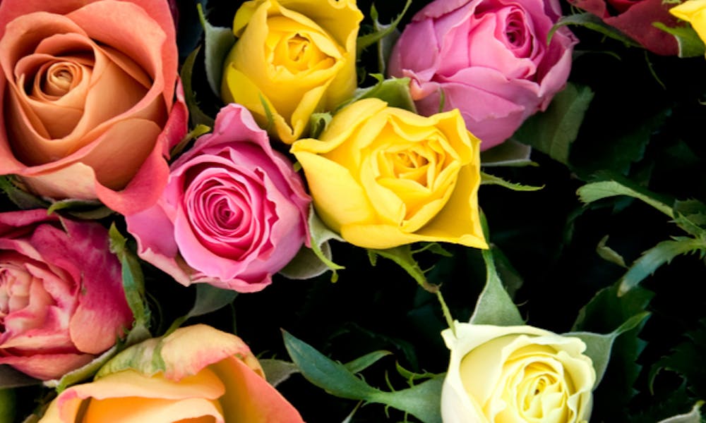 Die Farben der Rosen und ihre Bedeutung