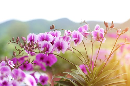 Ihr Leitfaden für die besten Dankeschön-Blumen